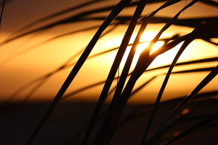 abstract, grass, reeds, sunrise, sunset, yellow