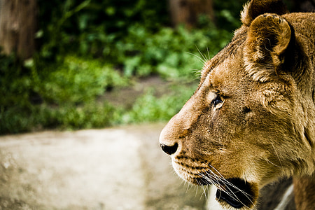 Leo, Zoo, Příroda, kočkovitá šelma, kočkovité šelmy, vlasy, Svět zvířat