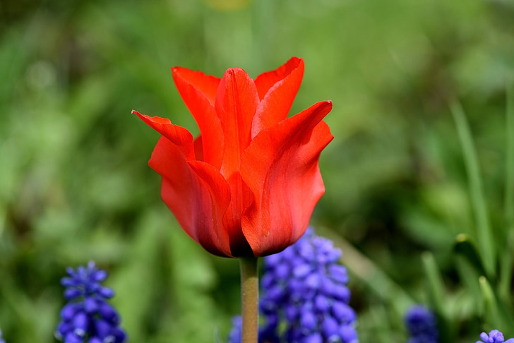 Tulipa, flor, flor, flor, vermelho, flor vermelha, flor de primavera