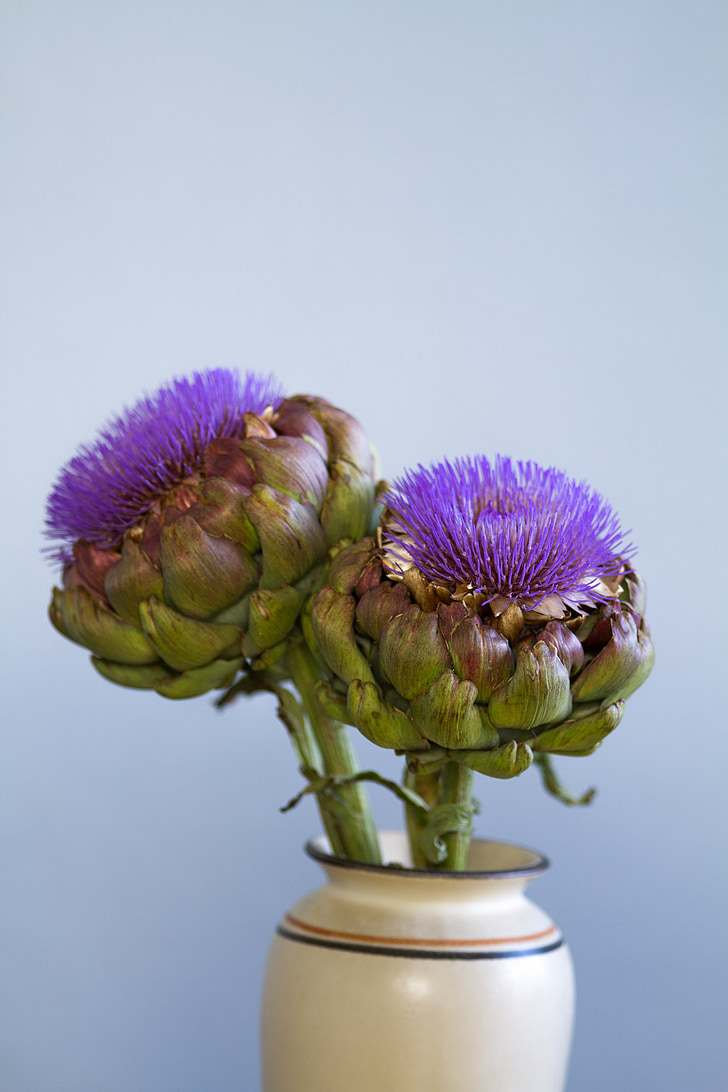 artichoke, Blossom, mekar, vas, masih hidup, ungu, hijau