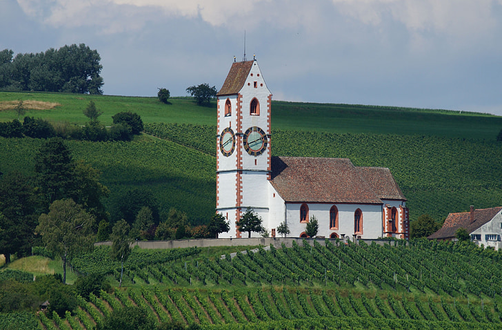 kerk, Klettgau, wijnstokken, wijngaard