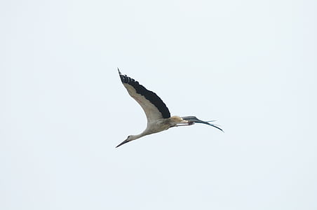 bird, stork, lake neusiedl, burgenland, fly, nature, rattle stork