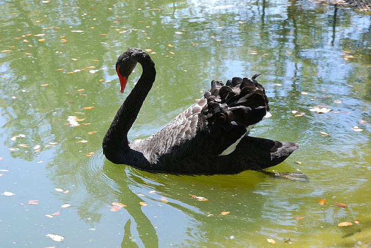 fuglen, Black swan, dammen, vann, Thailand