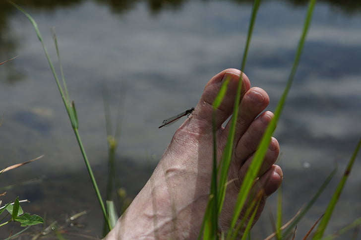 peu, deu, l'aigua, herba, peus, descalç, natura
