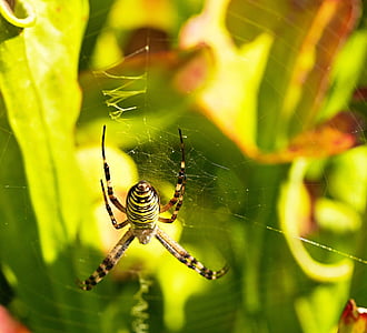 laba-laba, sarang laba-laba, bergaris-garis, alam, jaring laba-laba, serangga, hewan