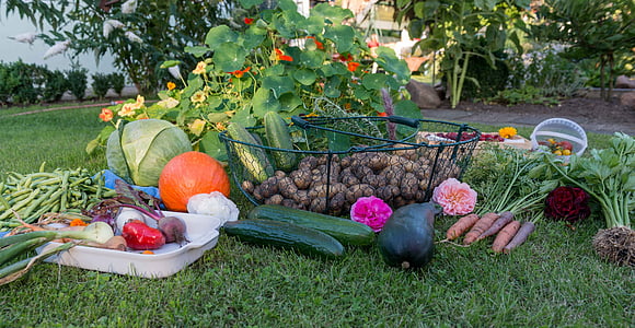 automne, moisson, jardin, légumes, jardin potager, fruits, pommes de terre