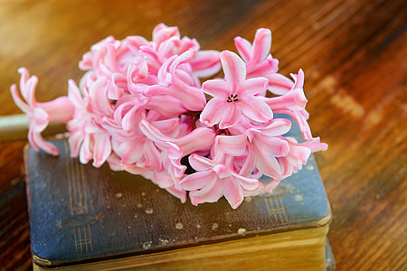 hyacinth, pink, flowers, flower, fragrant flower, fragrant, book