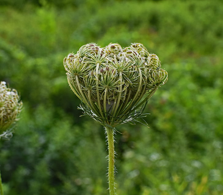 queen anne's lace bud, bud, wildflower flower, blossom, bloom, plant, meadow