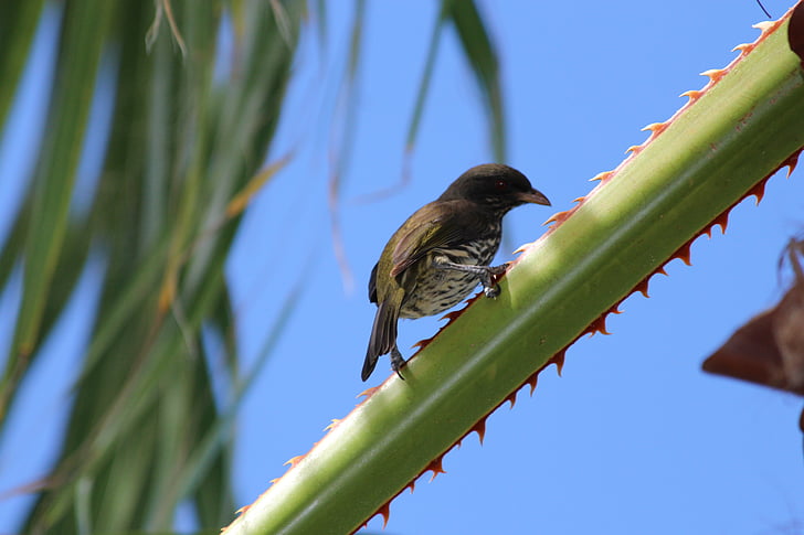 palmchat, dulus dominicus, bird, palm branches, barb, animals, feathered race