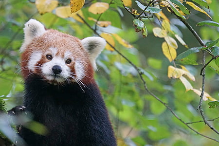Panda, panda-vermelho, Raposa de fogo, cão de ouro, bonito, predador, alpinista