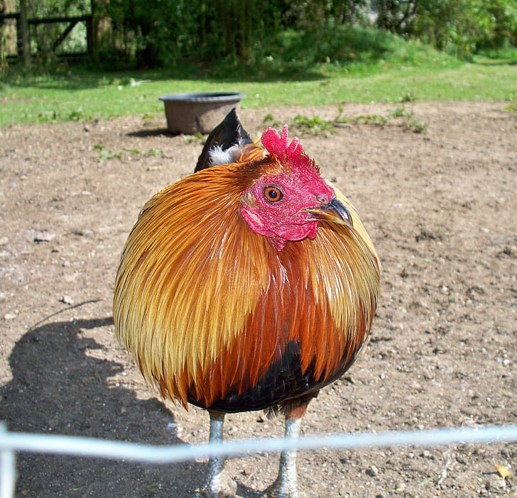 golden cockerel, fowl, male, bird, domesticated, farm, feeding pen