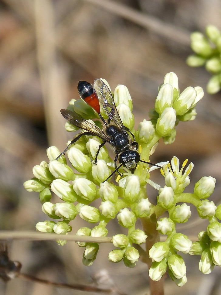 mineur wasp, Wasp, Sting, Ammophila hirsuta, insect, natuur, macro