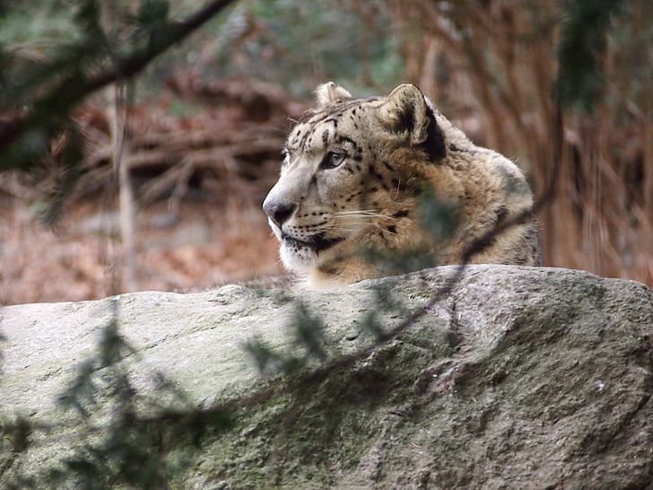 Snow leopard, levhart, zvíře, Les