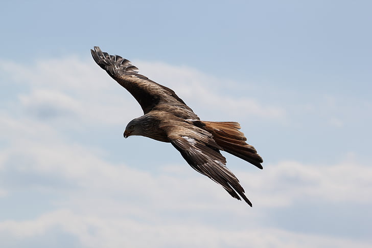 animal, animal photography, bird, close-up, eagle, feathers, flight