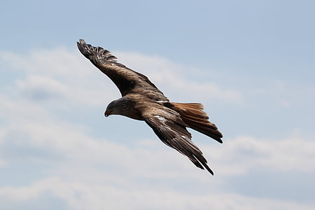 animal, fotografía animal, pájaro, Close-up, águila, plumas de, vuelo