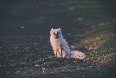 animal, animal photography, arctic fox, canine, carnivore, cute, daylight