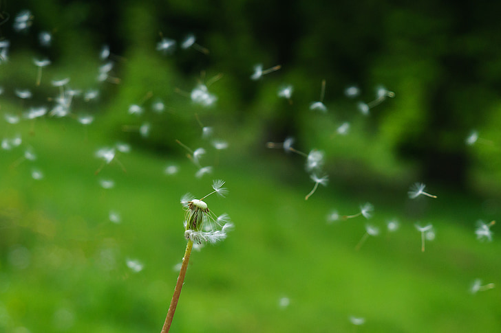 dandelion, seeds, wind, flying seeds