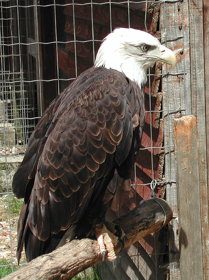 Raptor, Eagle, águia careca