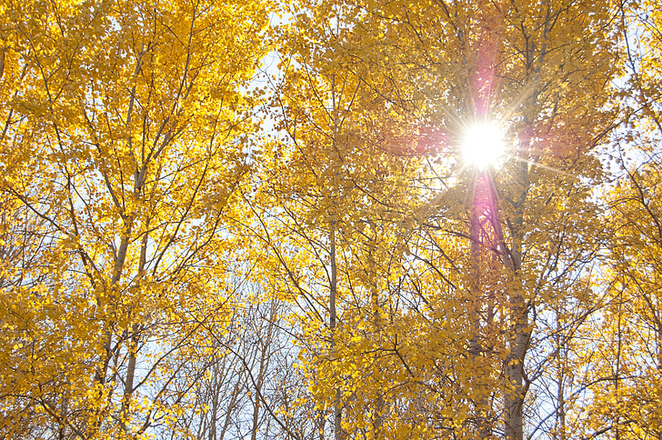 geltoni medžių, rudenį, saulė šviečia per lapus, aišku, dieną, mėlynas dangus