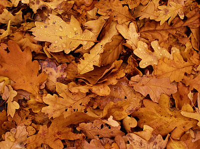 葉, 秋, オーク, 紅葉, 秋の紅葉, 茶色, 乾燥葉
