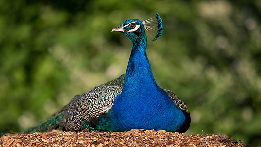 peacock, bird, color, iridescent, blue, animal, nature