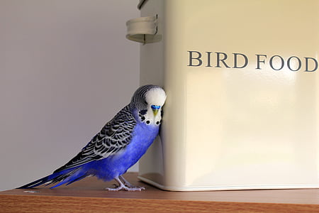 Perruche, bleu, oiseau, Perruche ondulée, animal de compagnie, plumage, Perruche