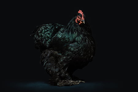 black, rooster, dark, chicken, feather, bird, one animal