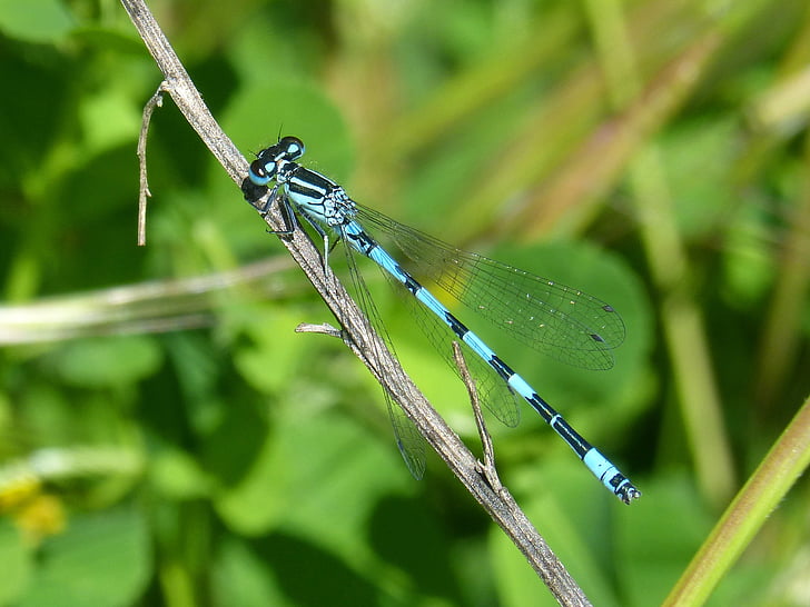 Dragonfly, modrá vážka, Coenagrion hastulatum, mokřadní, rybník, větev