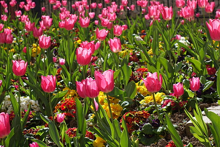 tulipes, floral, printemps, jardin