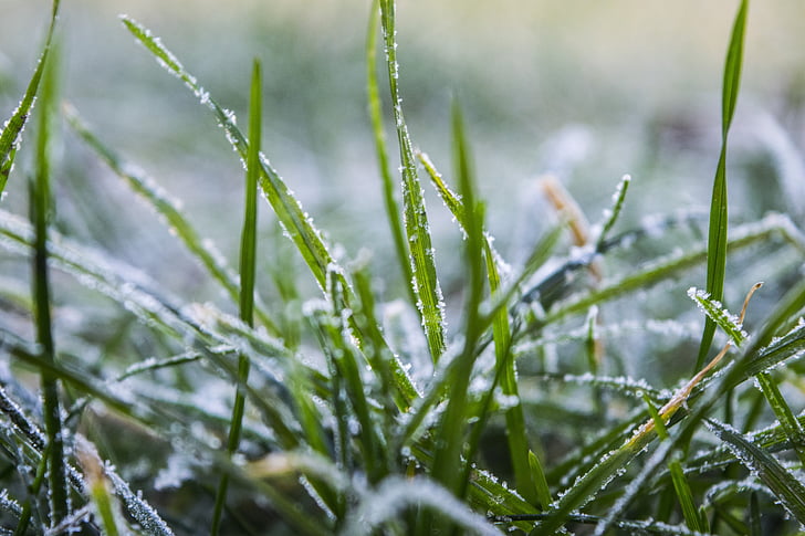 grama, congelado, Inverno, hoary