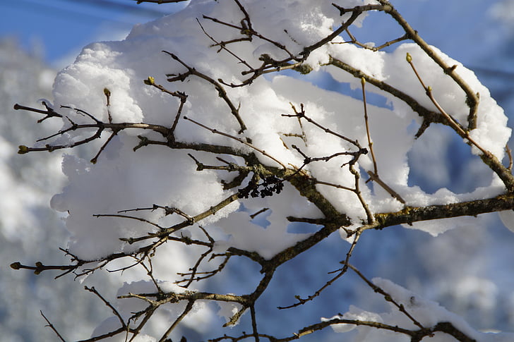 snowy, branch, branches, tree, close, snow, winter