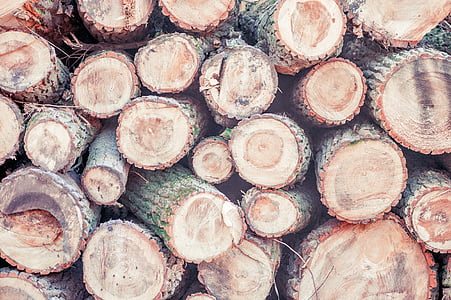 lesa, drevesnih debel, narave, sevi, letno obroči, sawed izklop, drevo