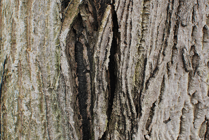 bark, wood, tree