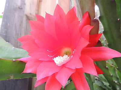 blossom, bloom, cactus, nature, plant, red