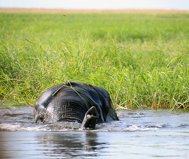 elephant, africa, botswana, south africa, water, nature, wilderness