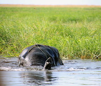 elephant, africa, botswana, south africa, water, nature, wilderness