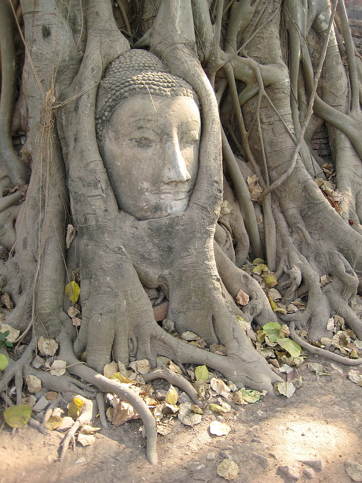 Αρχαία, Ασία, καφέ, ο Βούδας, Ταϊλάνδη, δέντρο, άγαλμα
