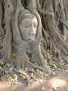 antiga, Àsia, marró, Buda, Tailàndia, arbre, estàtua