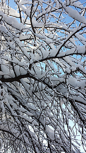 Бухарест, взимку, дерева