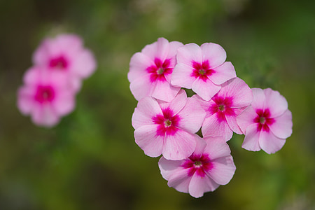 Phlox, λουλούδια, πρόσφυμα, Makro, λουλούδι, φύση, ροζ χρώμα