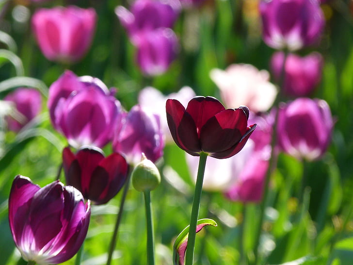 tulppaanit, kukka, Luonto, kevään, vaaleanpunainen, Tulip, kasvi