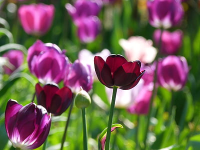 tulips, flower, nature, spring, pink, tulip, plant