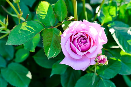 plant, natural, rose, flowers, green, bud, pink