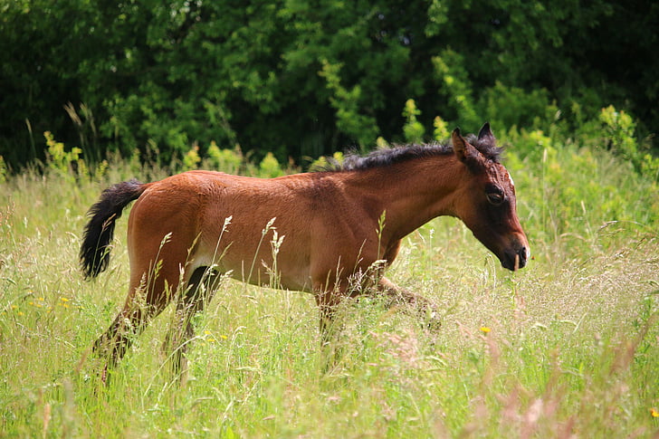 kuda, foal, menyusui, cetakan cokelat, keturunan asli Arab., padang rumput, padang rumput
