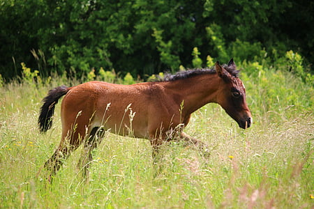 kůň, hříbě, kojení, hnědý plíseň, plnokrevný arabský, pastviny, louka