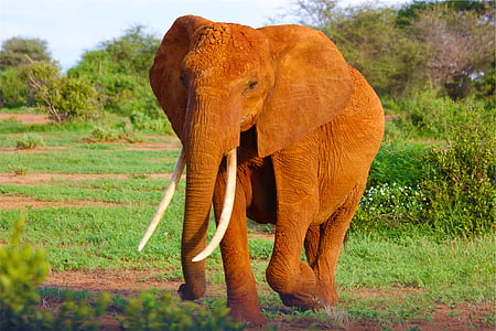 elefante, em execução, verde, grama, campo, dia, presas