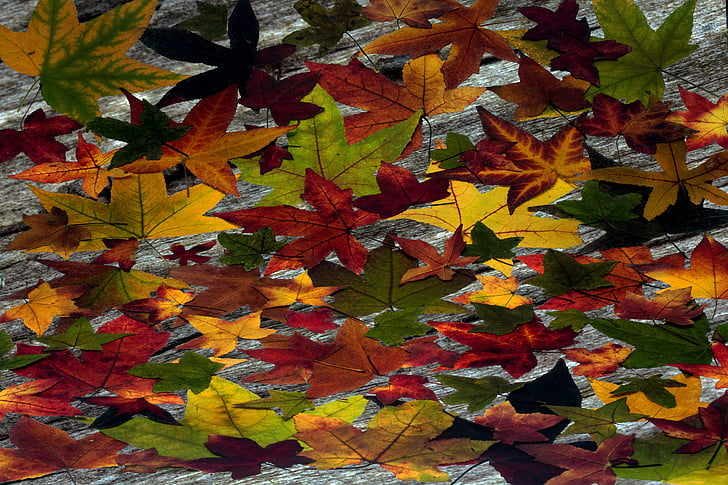 foglie, foglie vere, boxer shorts, colorato, Priorità bassa, fogliame di caduta, colori d'autunno
