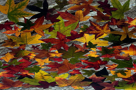 folhas, folhas verdadeiras, Boxer shorts, colorido, plano de fundo, folhagem de outono, cores de outono