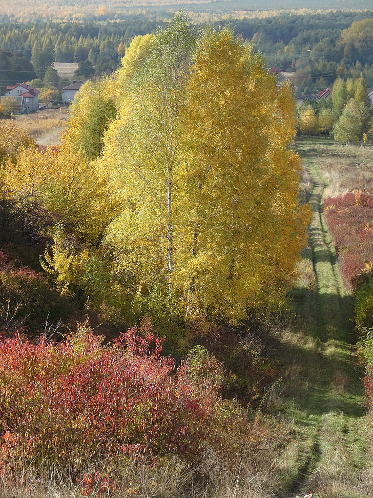 olkusz, poland, tree, way, landscape, autumn