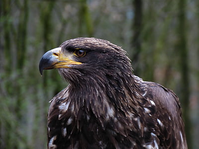 Steppe eagle, Adler, huvud, öga, Stäng, ansikte, djur porträtt